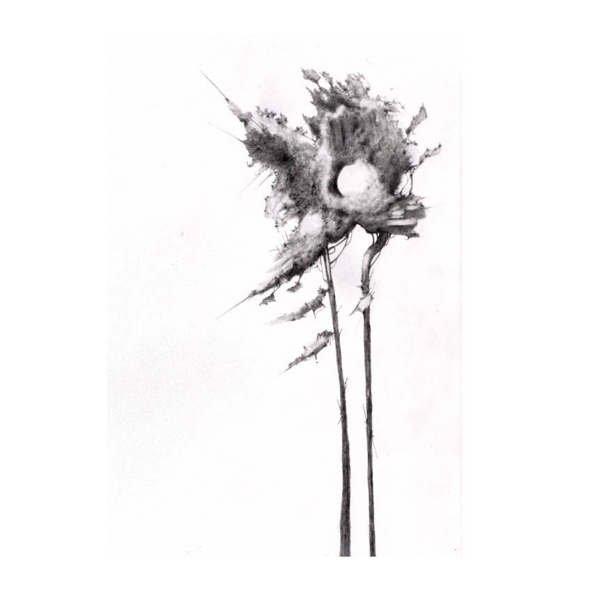 An Endless Scots Pine