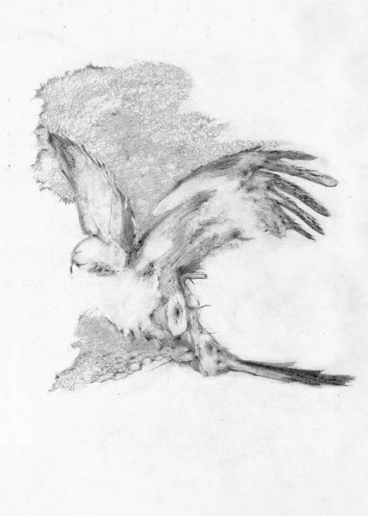 It Started Out As A Red Kite